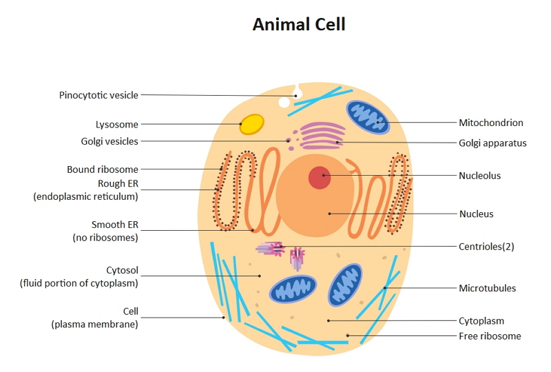 animal cell diagram