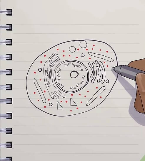 How to Create Animal Cell Diagram from Sketch