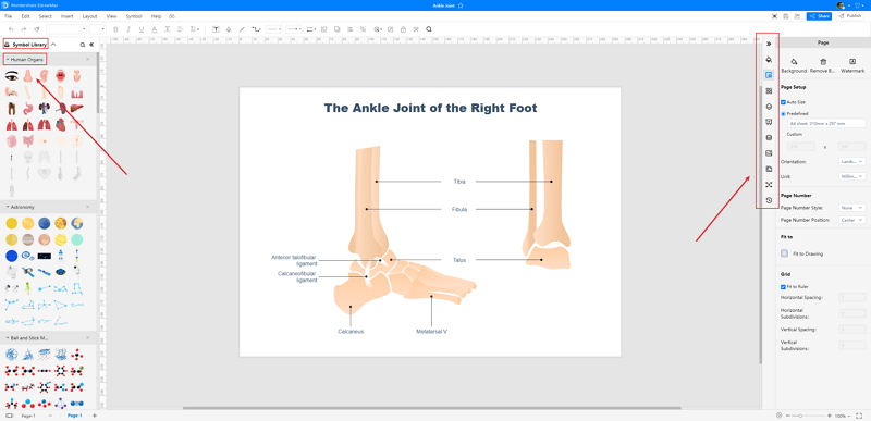 How to Create Ankle Joint Drawing Online