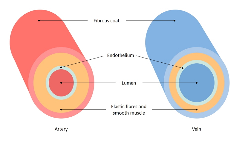 Artery Veins Diagram