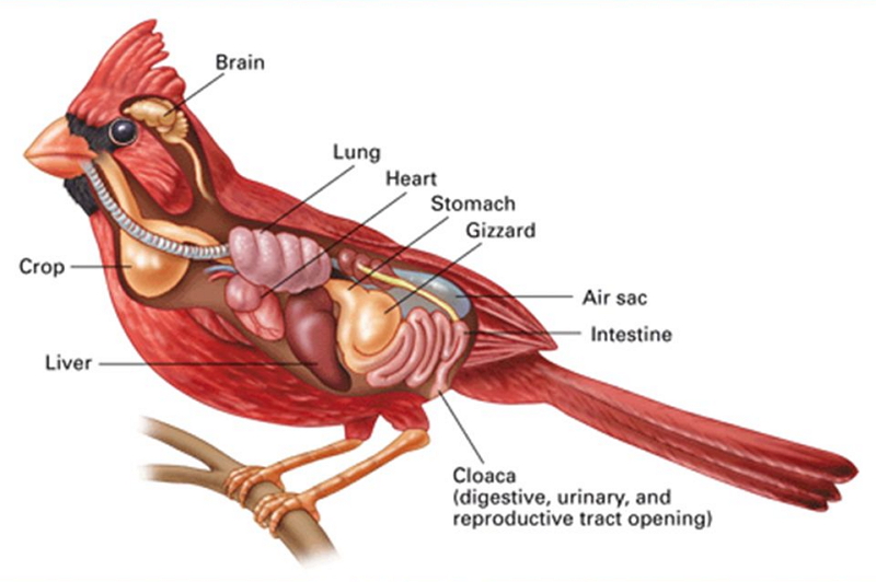 bird internal anatomy