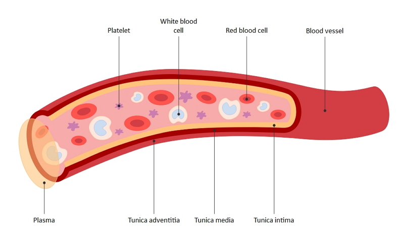 A Guide to Understand Blood with Diagram | EdrawMax Online