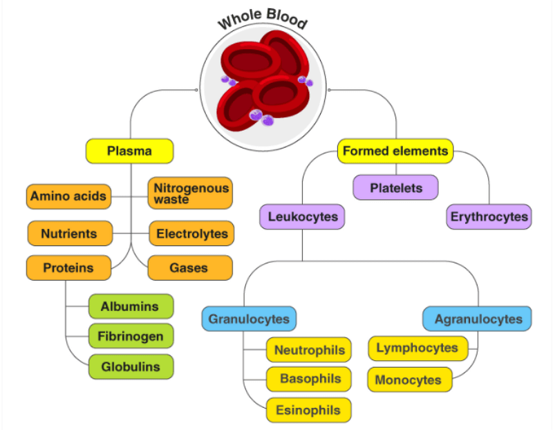 blood composition