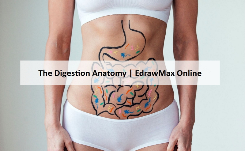 Easy Dry Erase Anatomy Board™ (Digestive System) - Jack and Link