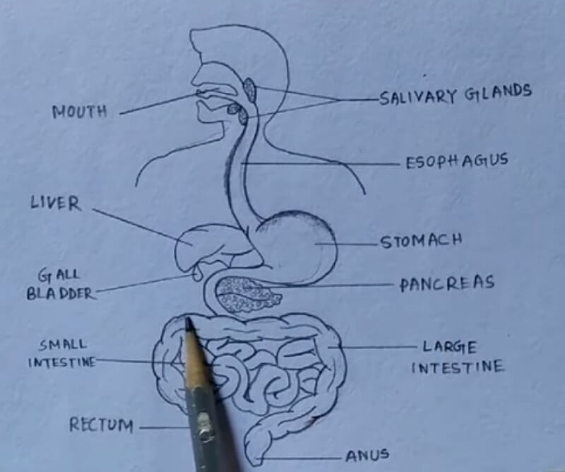 How to Create Digestion System Drawing from Sketch