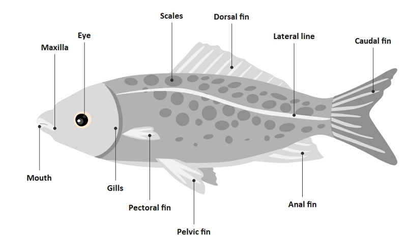 fish anatomy