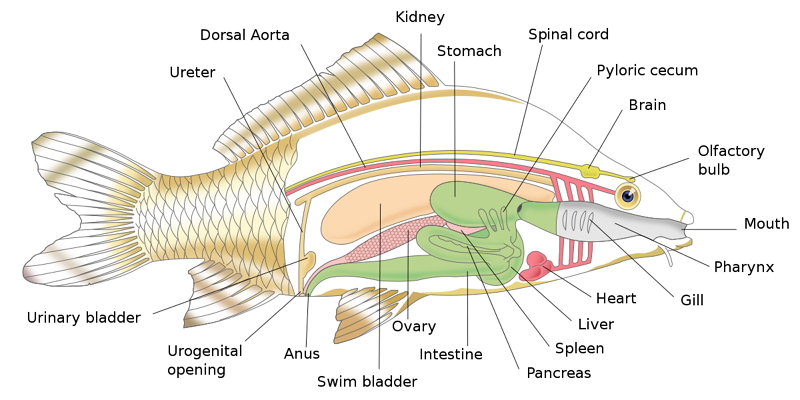 fish internal anatomy