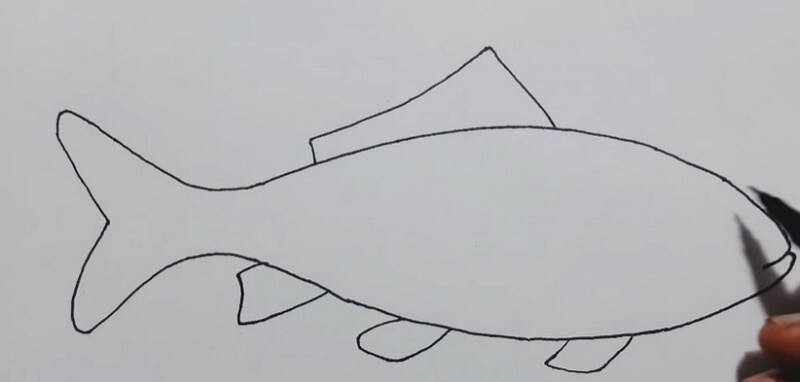 How to Create Fish Anatomy Diagram from Sketch