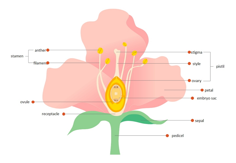 parts of a flower diagram