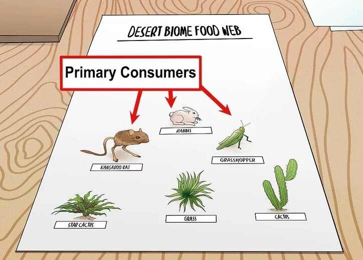 A Guide to Understand Food Web with Diagram | EdrawMax Online