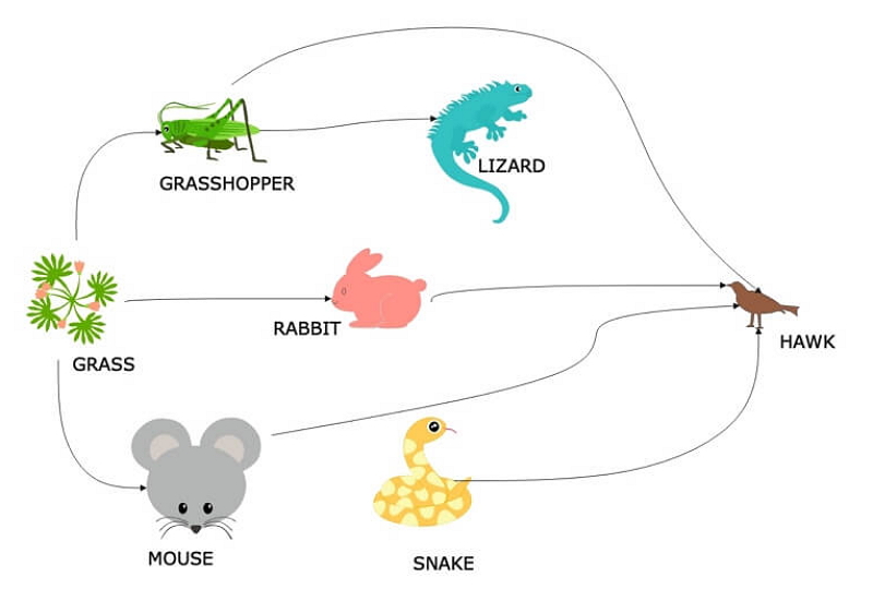 How to draw Food Chain diagram easy