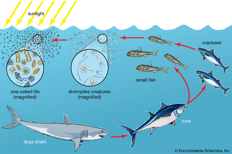 Ocean Food Web