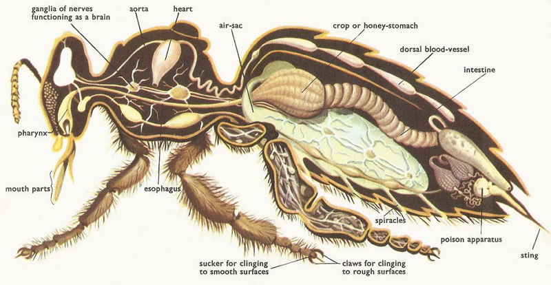honeybee internal anatomy