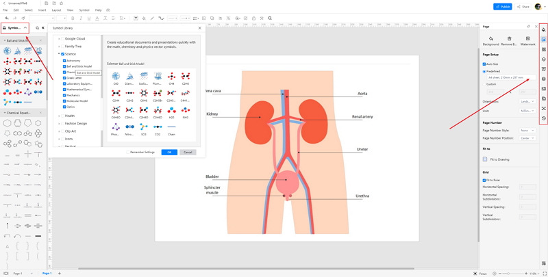 How to Create Kidney Anatomy Drawing Online