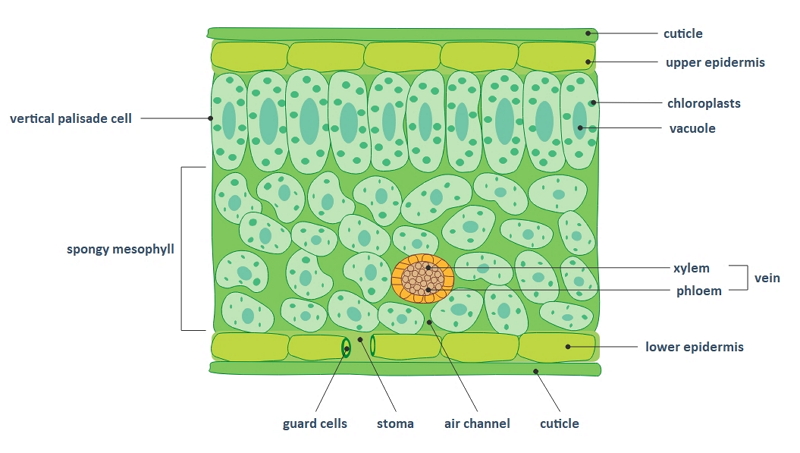 Leaf Cross Section Diagram Structure Functions Guide Leaf Cross Section Diagram Structure Functions Guide