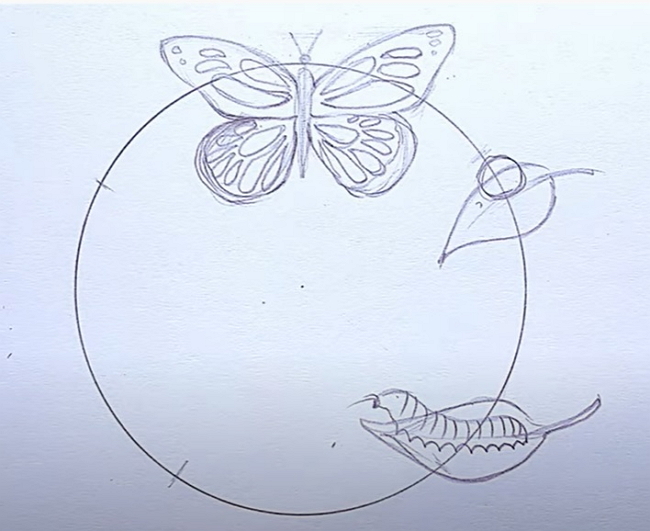 How to Create Life Cycle of Butterfly Diagram from Sketch