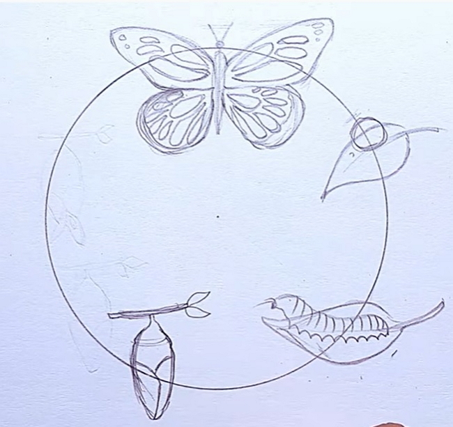 How to Create Life Cycle of Butterfly Diagram from Sketch