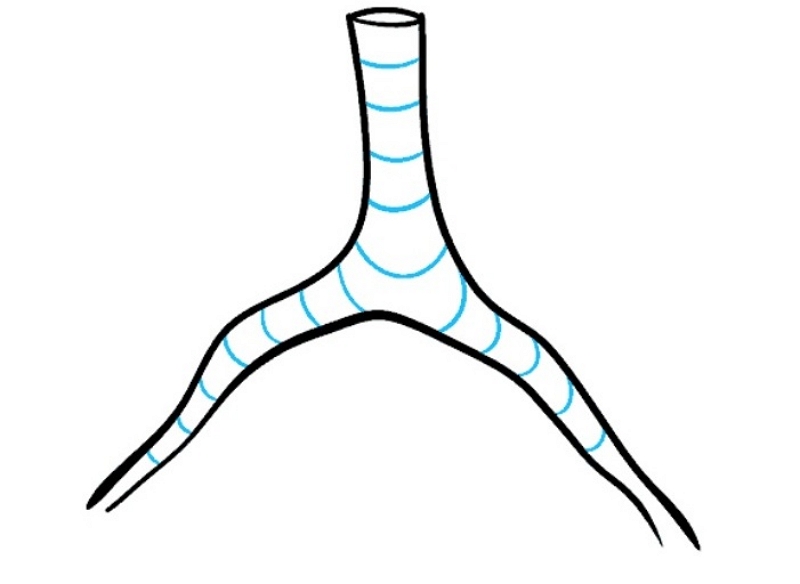 How to Draw Lung Diagram
