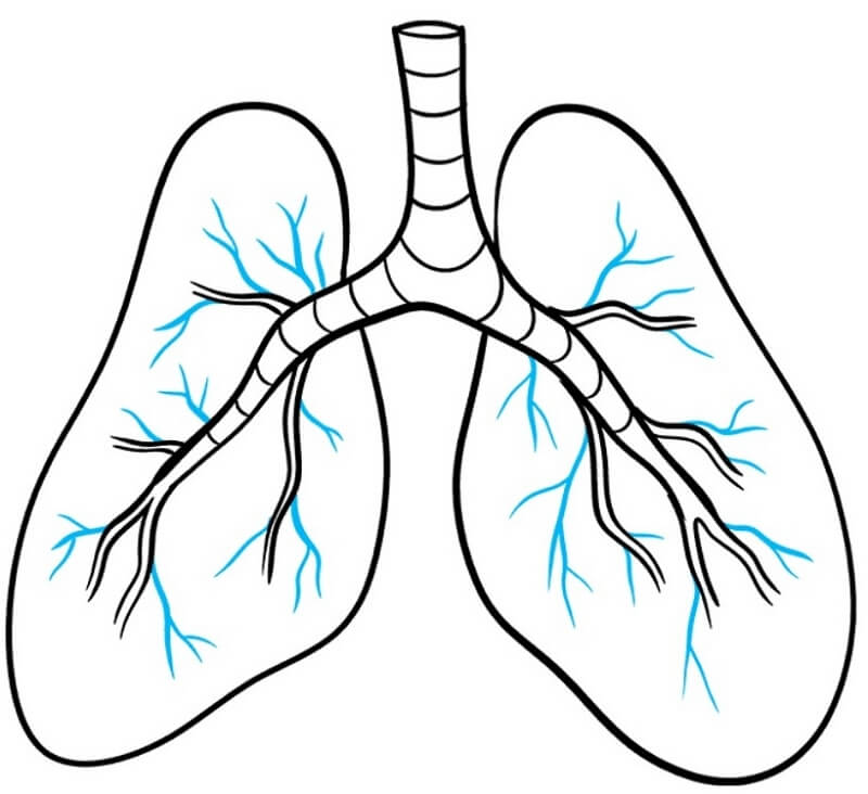 Human Lungs. Doodle Icon. Drawing by Hand. Vector Illustration Stock Vector  - Illustration of lung, medical: 231662145