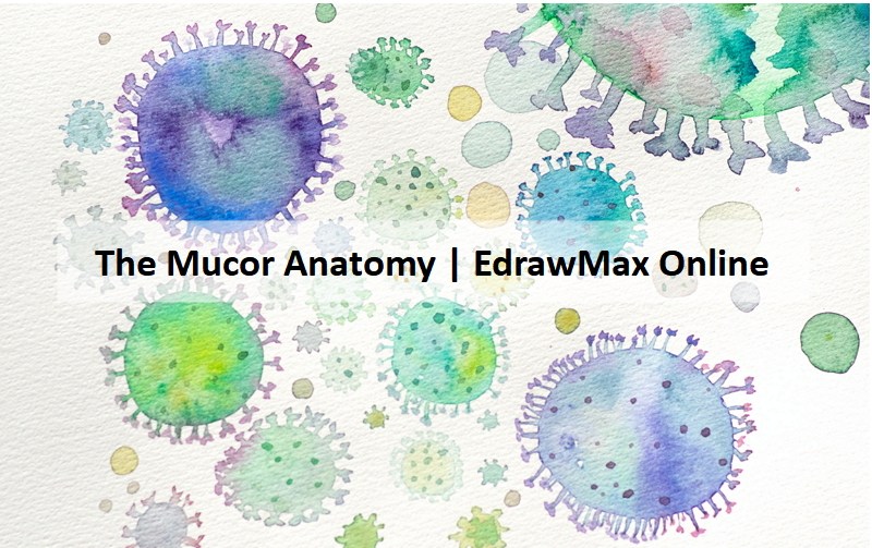 A Guide to Understand Mucor with Diagram  EdrawMax Online