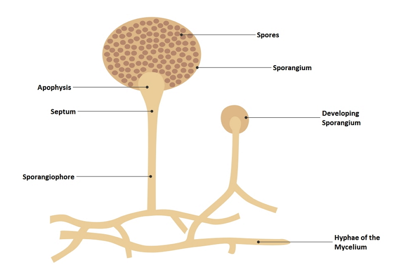 Diagrama De Mucor