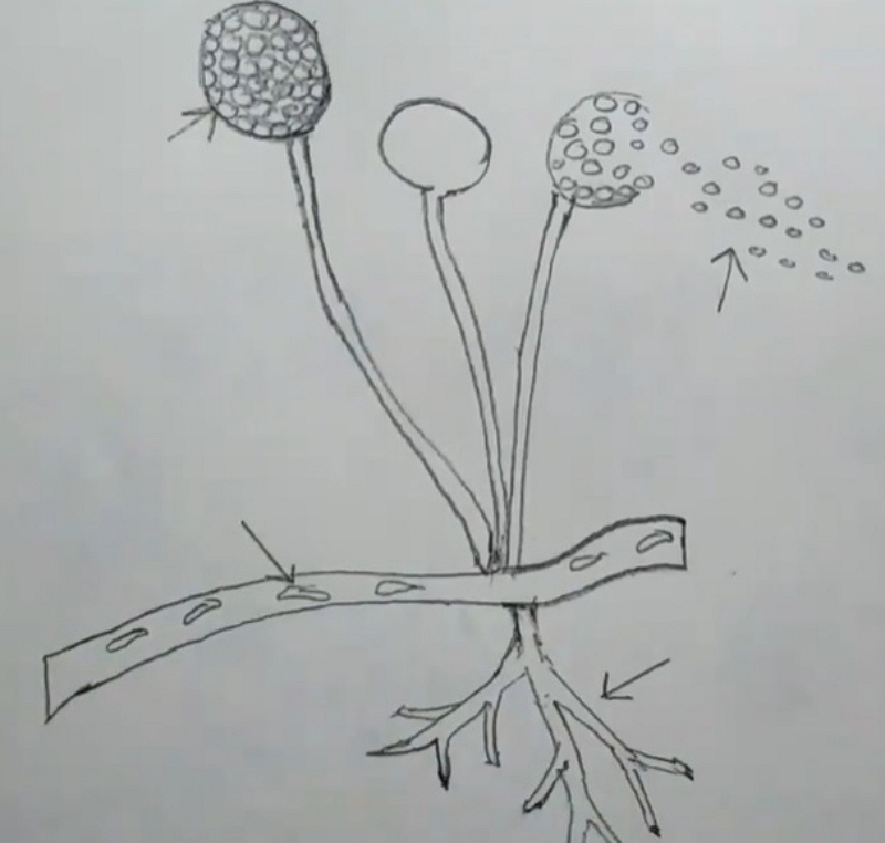 How to draw and labelled Mucor fungi step by step tutorial  YouTube