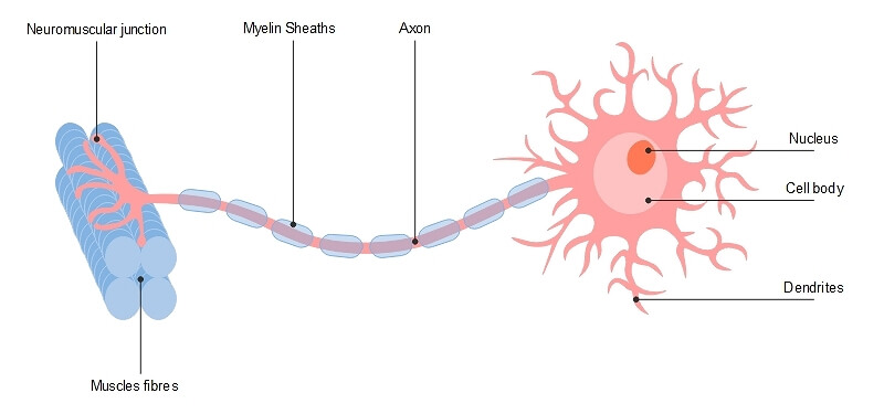neuron labeled