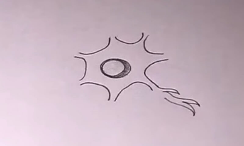 How to Draw Neuron Diagram