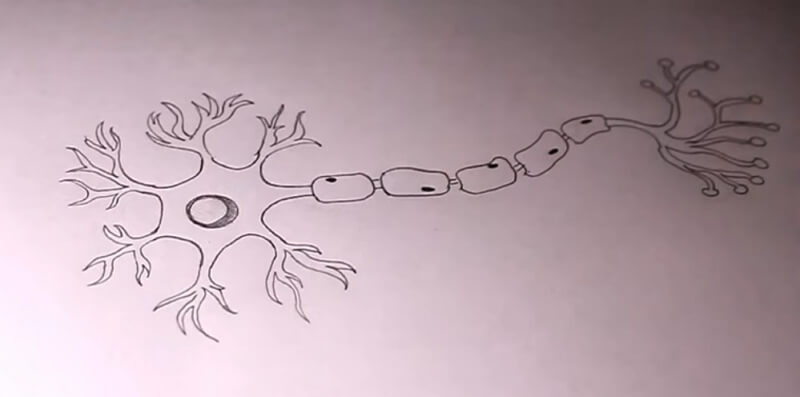 How to Draw Neuron Diagram