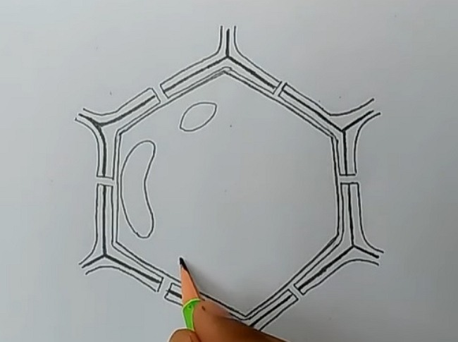 simple cell wall diagram