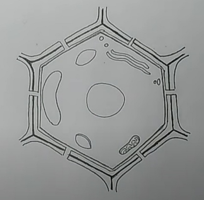 How to Create Plant Cell Diagram from Sketch