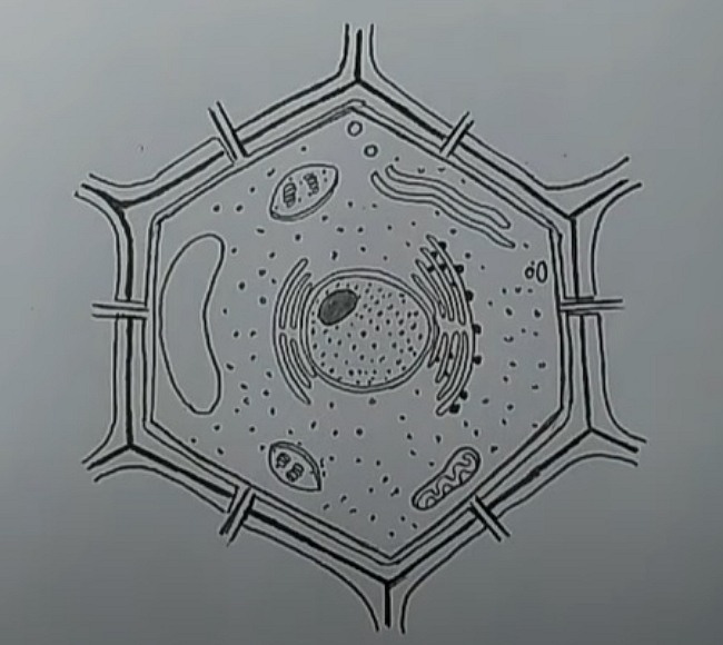 How to draw a typical structure of a plant cell  Quora