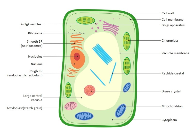 golgi apparatus in a plant cell