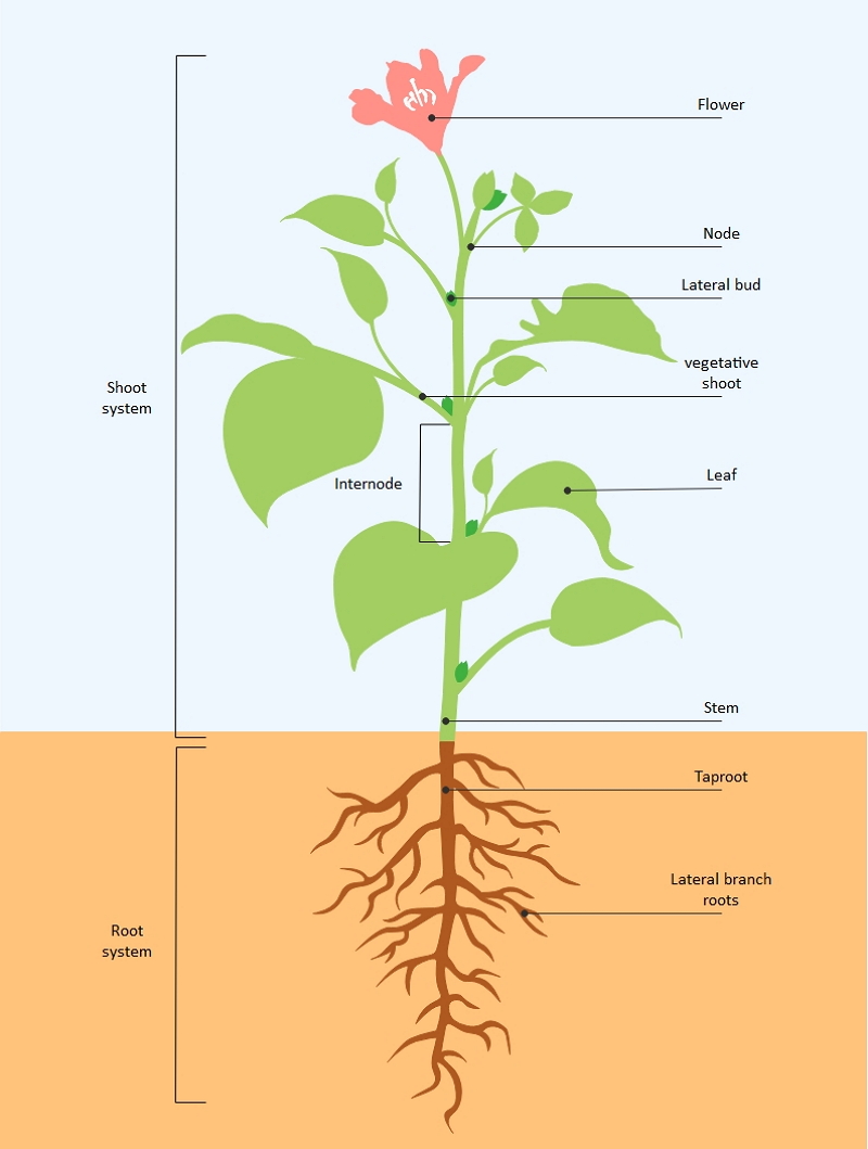 Parts of A Plant Diagram