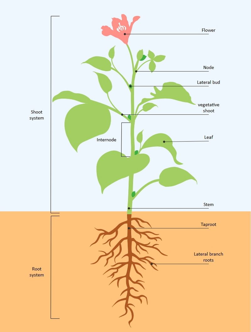 Parts Of A Plant Diagram Reproductive Plant Parts OSU Extension