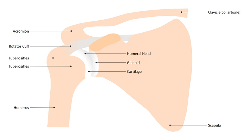 shoulder joint diagram