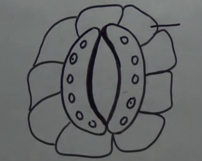 How to Create Stomata Diagram from Sketch
