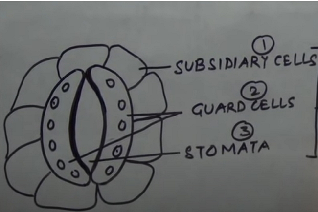 How to Create Stomata Diagram from Sketch