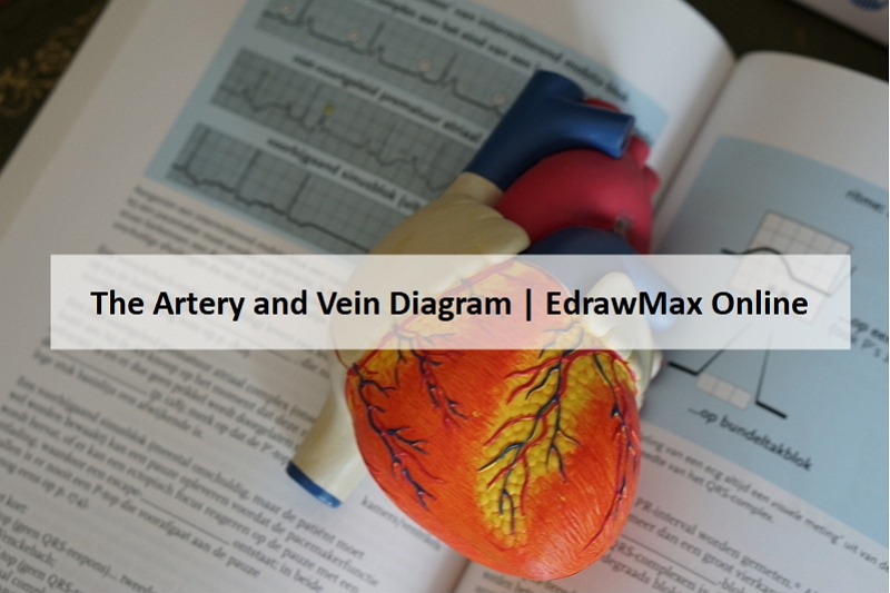 artery and vein diagram
