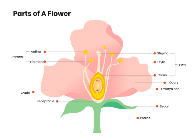 parts of a flower diagram