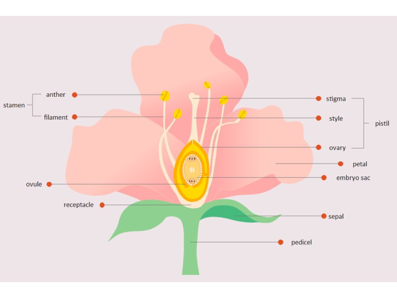 Flower Biology Diagram