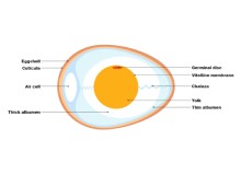 Egg Anatomy