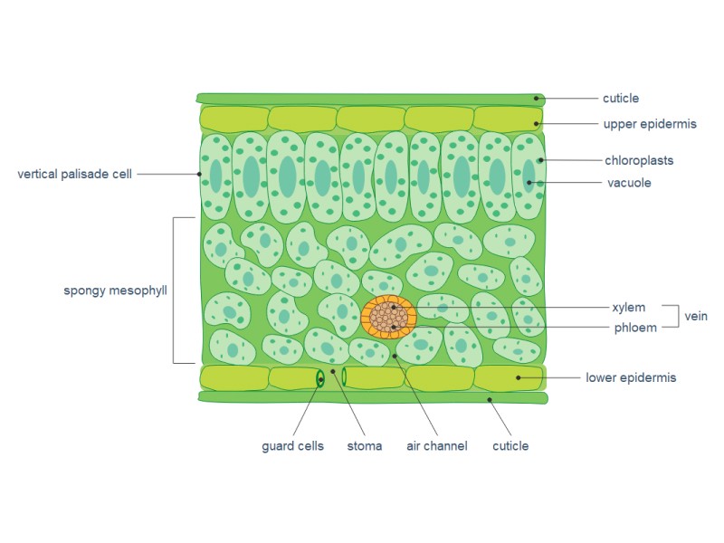 Leaf Cell Structure