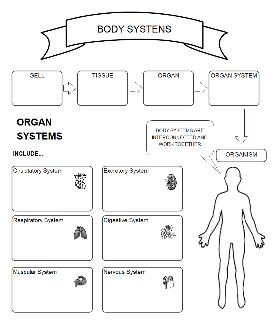 Grafik Organizer Körpersysteme Antwortschlüssel