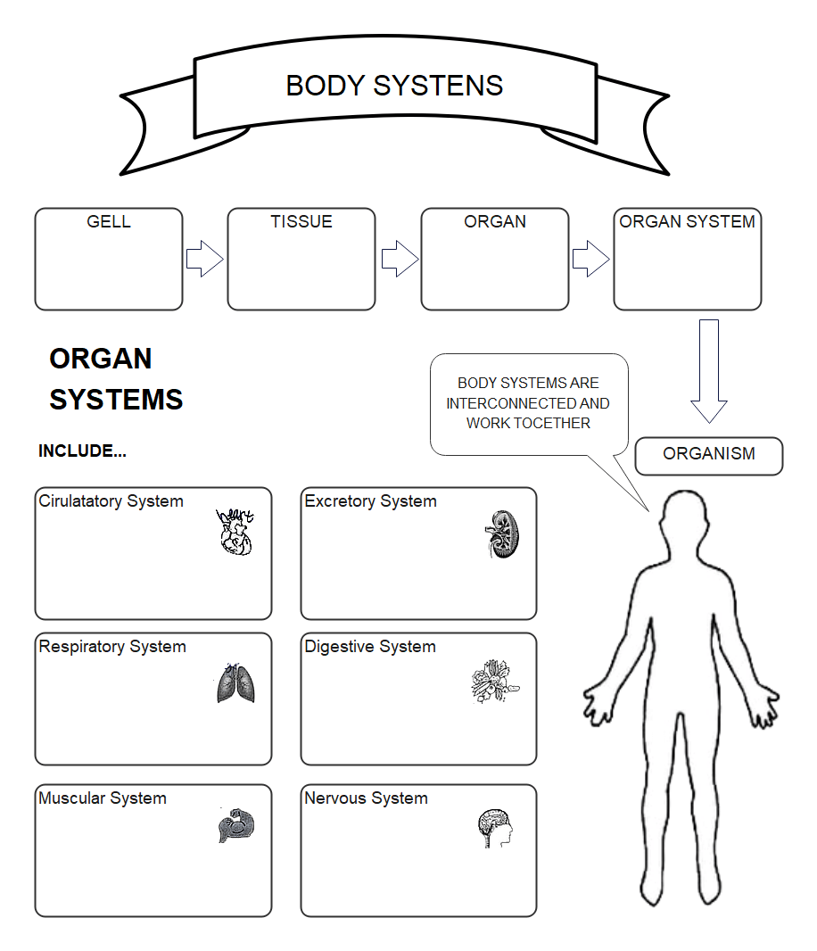 body-systems-graphic-organizer