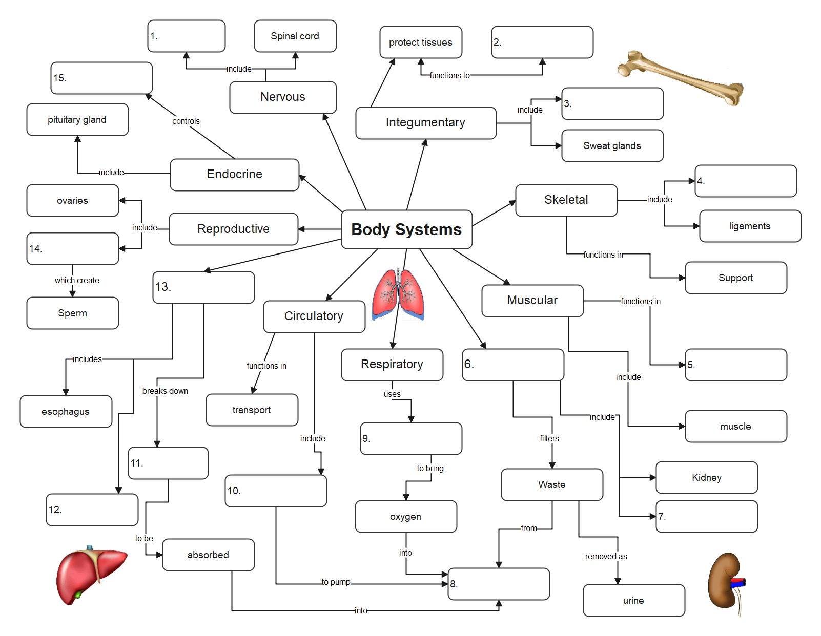 Grafik Organizer Körpersysteme