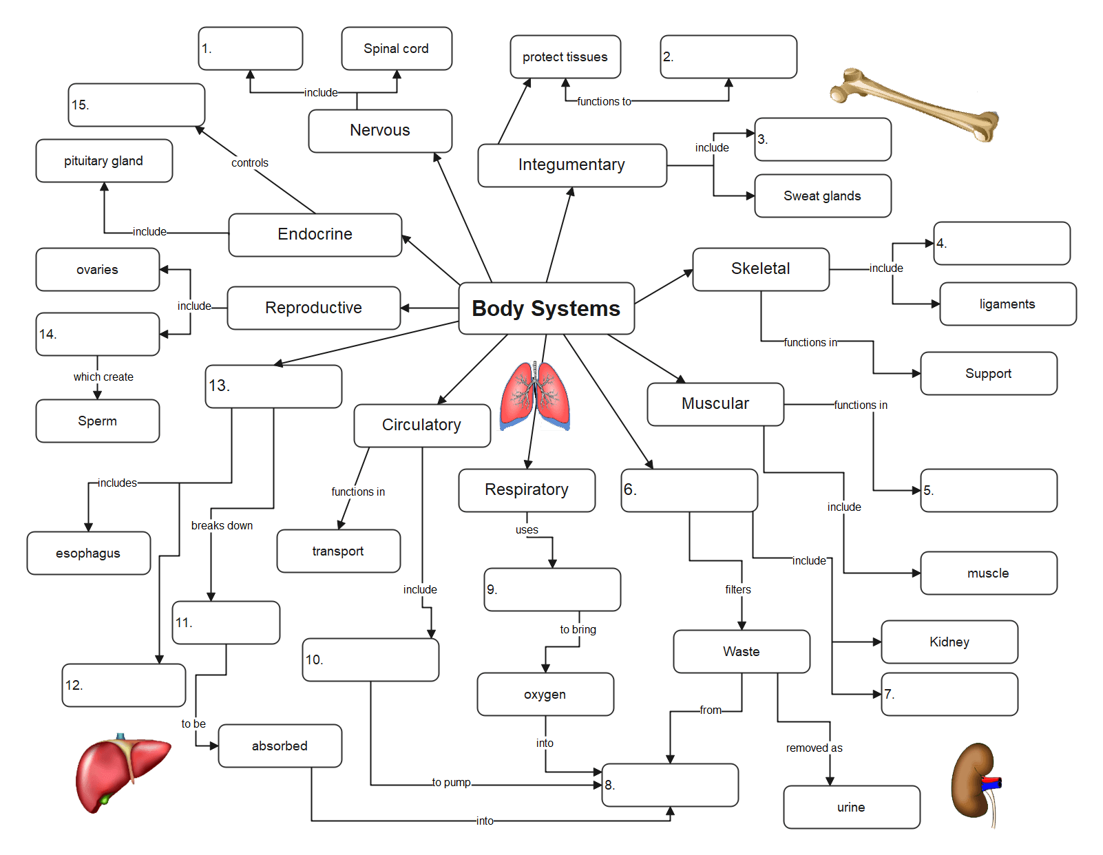 Body Systems Graphic Organizer