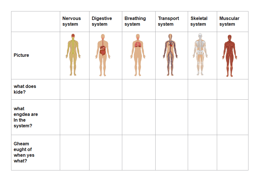 Human Body Systems Graphic Organizer
