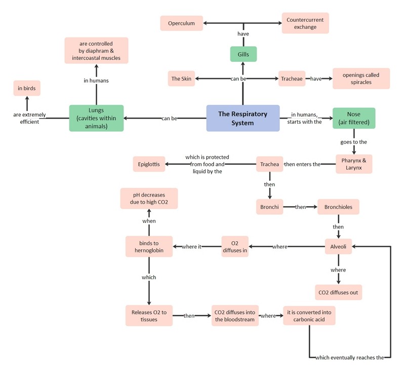 respiratory system concept map