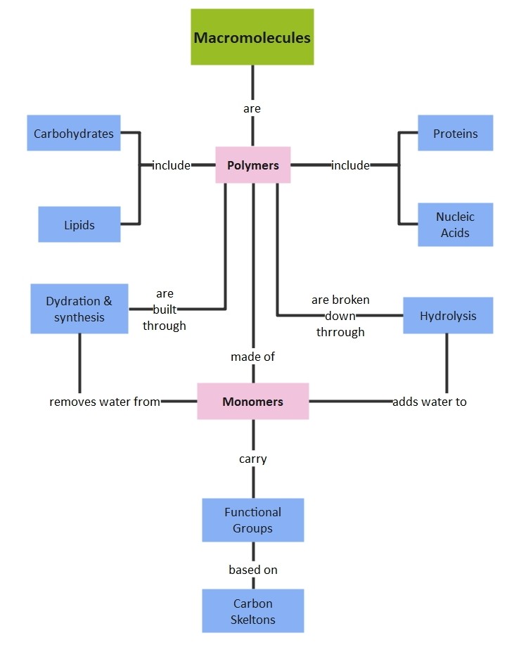 Macromolecule Concept Map